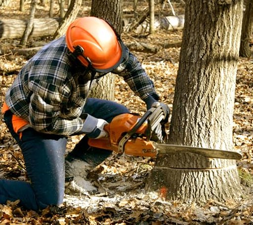Tree Removal in Magnolia Springs, AL